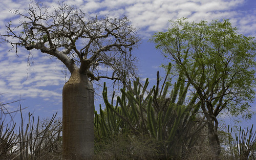 Adansonia Rubrostipa & Alluaudia Procera, Ifaty Spiny Forest, Madagascar | by peace-on-earth.org