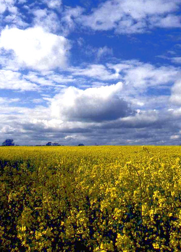 Rapeseed and sky, Yellow Mellow
