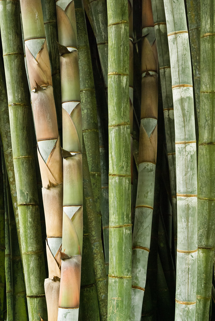 Vetikální – Bambus