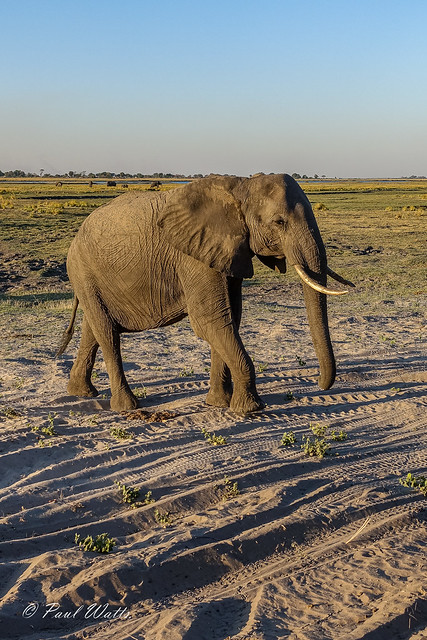 Elephant in late afternoon sun
