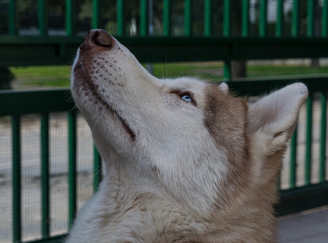 White siberian husky