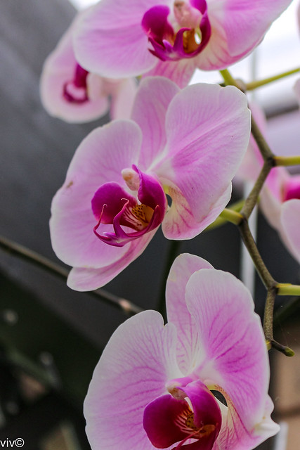 Purplish white Phalaenopsis Orchid flowers in our garden