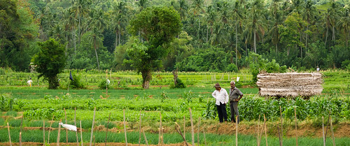 travel trees food men tourism nature asian countryside corn asia rice natural farmers coconut farming vegetable hut tropical crops srilanka agriculture green field rural landscape scenery farm country hill harvest grow farmland hills highland rainy crop environment hilly irrigation cultivation illustrativeeditorial summer tree vegetables view terrace scenic terraced fields istock