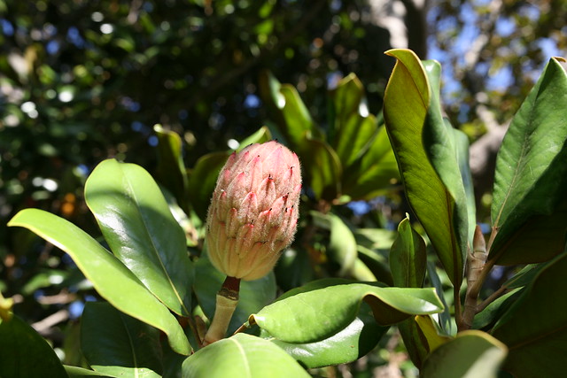 Le fruit du magnolia