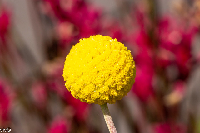 Yellow Craspedia flowers