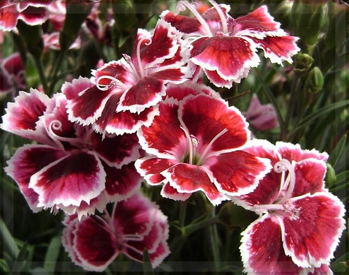 red & white Dianthus -- 3-29-08 | crystalpix | Flickr
