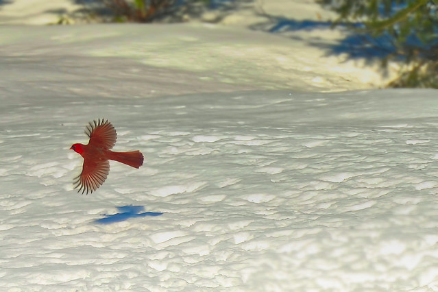 Winter Cardinal in Flight