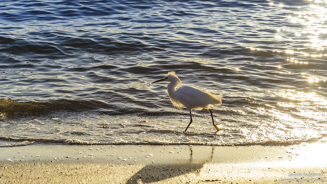 Snowy Egret Walking on the Beach