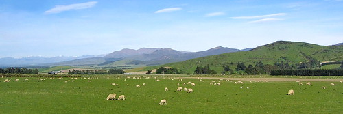 animal atholfiverivershwy farm landscape mammal newzealand nzl sheep sky southisland
