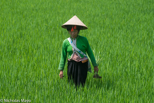 Black Thai Woman In Rice Field