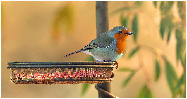 Robin on a cold winters evening in Cumbria.