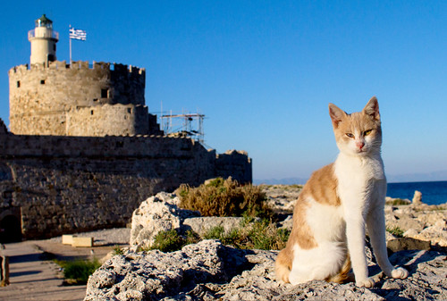 Confident cat at Rhodes Fortress, Greece | by Jon Gudorf Photography