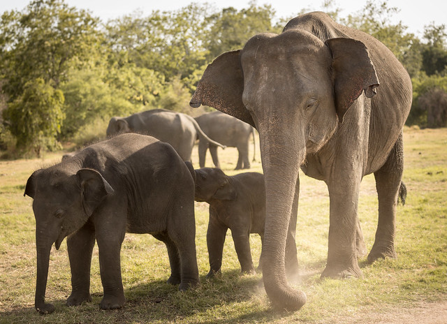 Wild elephants in Minneriya National Park, Sri Lanka