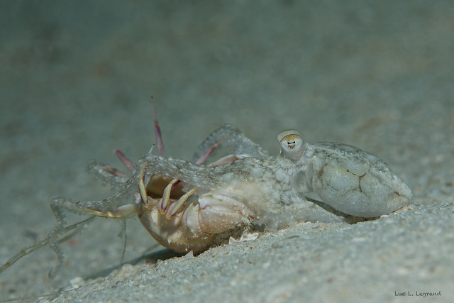Macrotritopus defilippi, octopus oracle, タコオラクル、章鱼甲骨文，