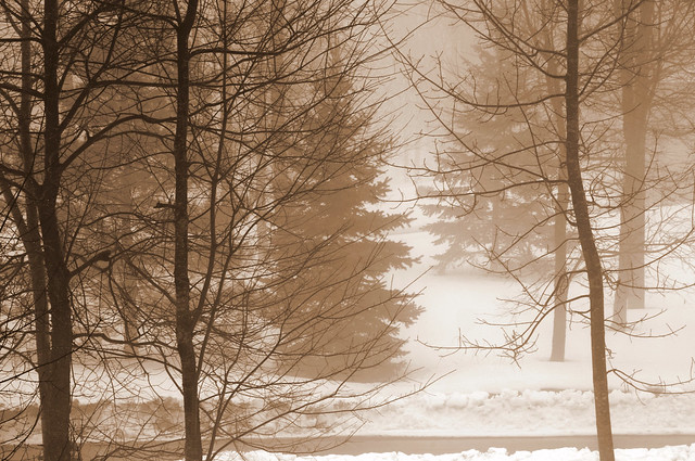 Trees in Winter Mist 2