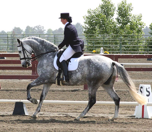 Gray Warmblood | by Just chaos