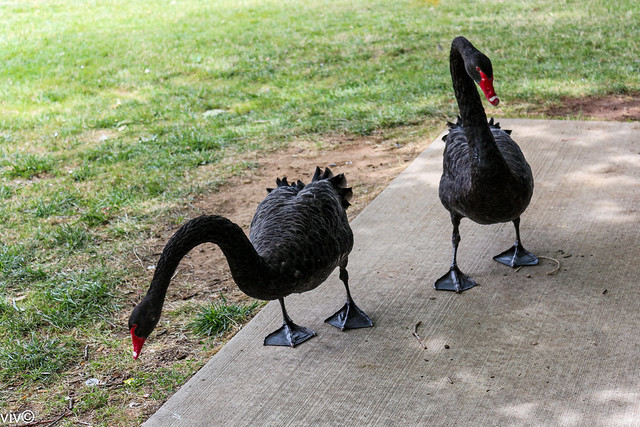 Adventurous black Swan pair