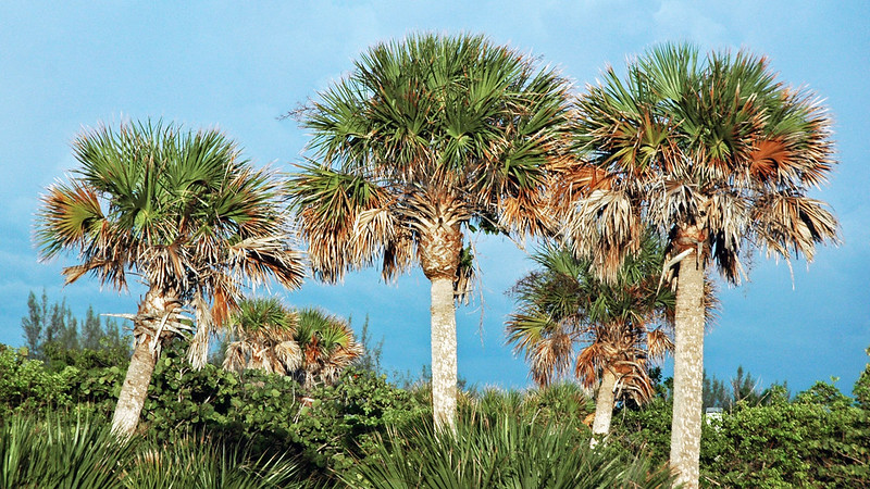 Sabal palmetto (cabbage palm trees) (Sanibel Island, Florida, USA) 1
