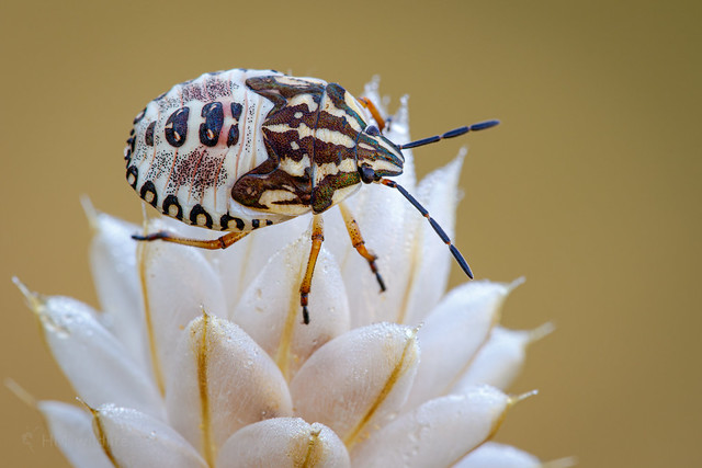 Shieldbug - Carpocoris pudicus (late instar)