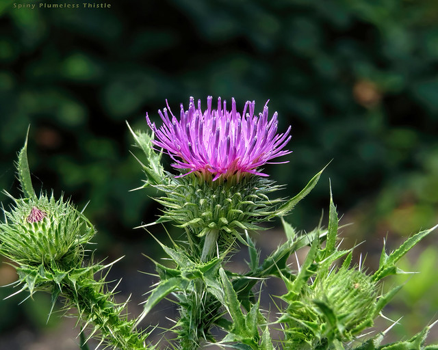 Spiny Plumeless Thistle - Carduus acanthoides  -  Asteraceae: Aster or Daisy family