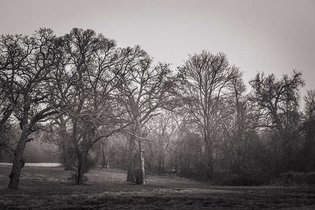 Misty Morning Trees