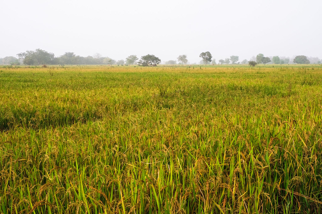 Rice filed near Navrongo, Kassena Nankana District - Ghana.