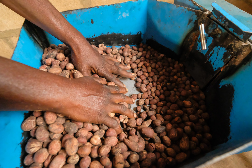 Shea nut machine grinding near Paga, Kassena Nankana District - Ghana.