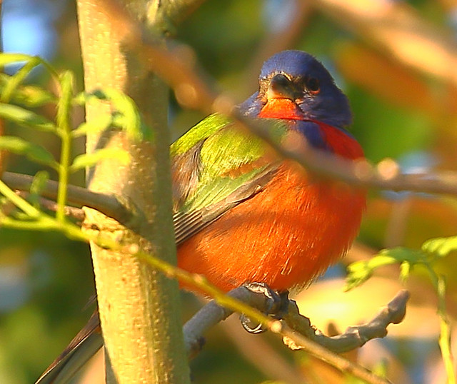 painted bunting--male