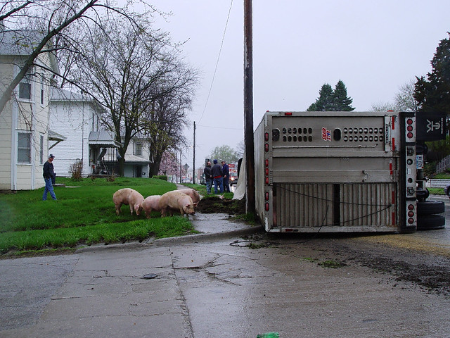 Drama in Missouri Valley City, Iowa. Pig Truck Roll Over.