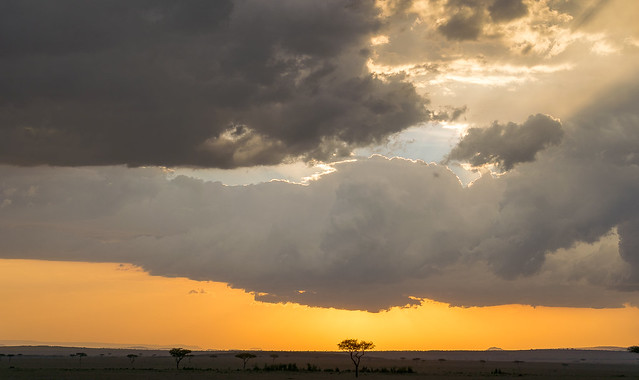 African Safari. Savanna at sunset.