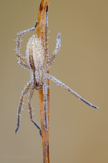 Spider - Tibellus oblongus