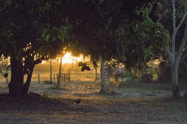 Sunset on a ranch in the Pantanal region of Brazil, with fruiting mango and flowering tabebuia, chaco chacalaca in the foreground