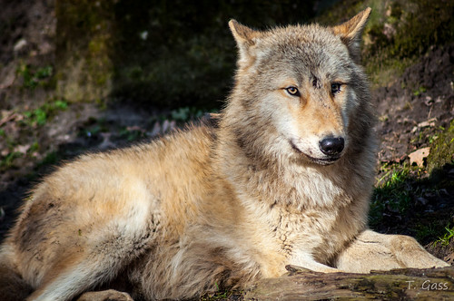 Wolf | ThiloG | Flickr