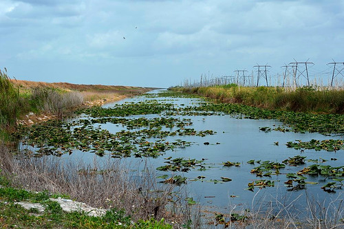 canal everglades manmade nikond3200 water floodcontrol waterlilies lilypads outdoors plants