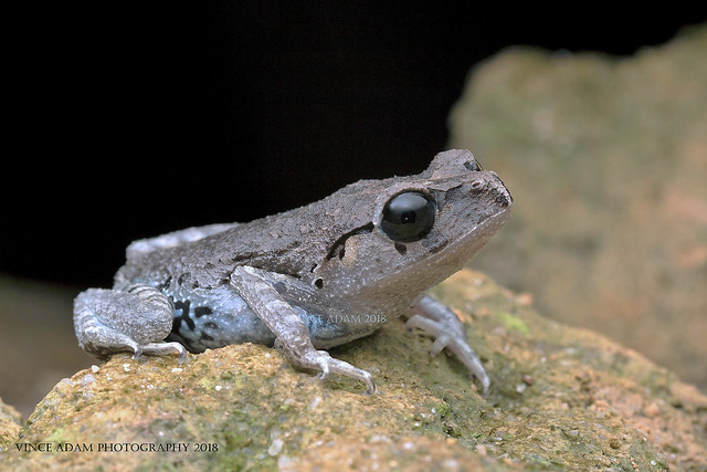 IMG_1071-0(W) Full body Black-Eyed Litter Frog (Leptobrachium nigrops)