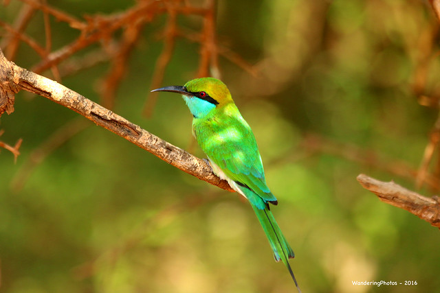 Green Bee-eater - Yala National Park Sri Lanka
