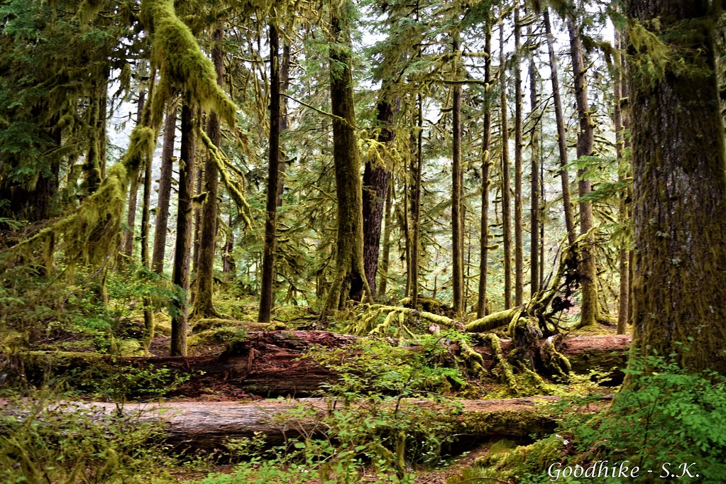 Olympic National Park, Sol Duc Falls Trail in Washington State