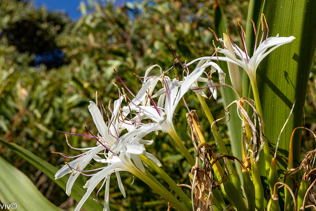 White Crinum Lily flowers