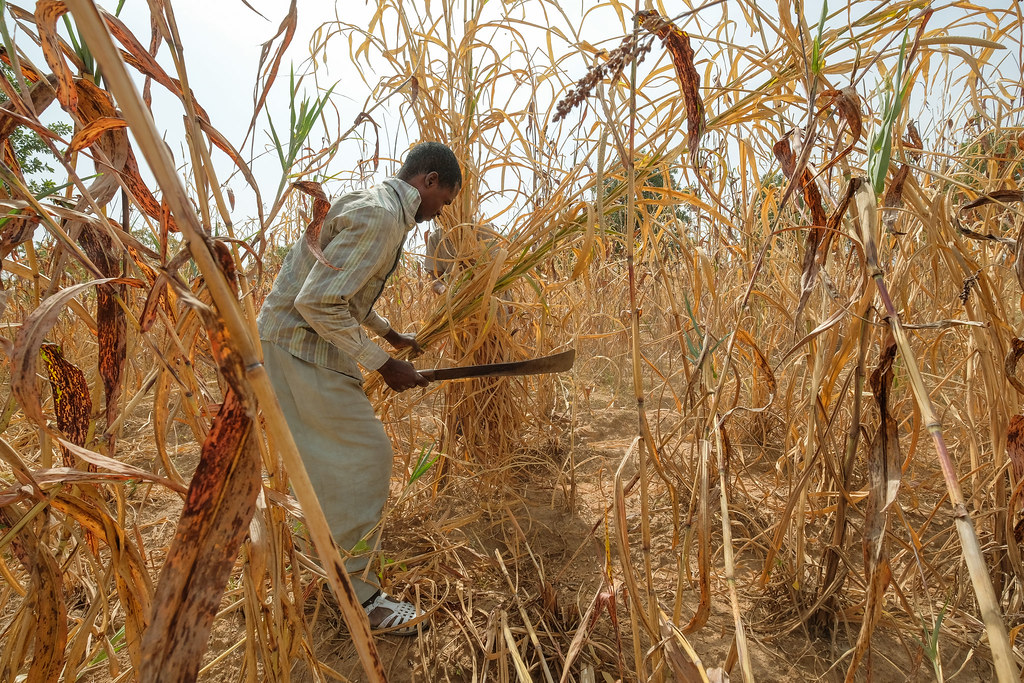 Harvesting near Chiana, Kassena Nankana District - Ghana.