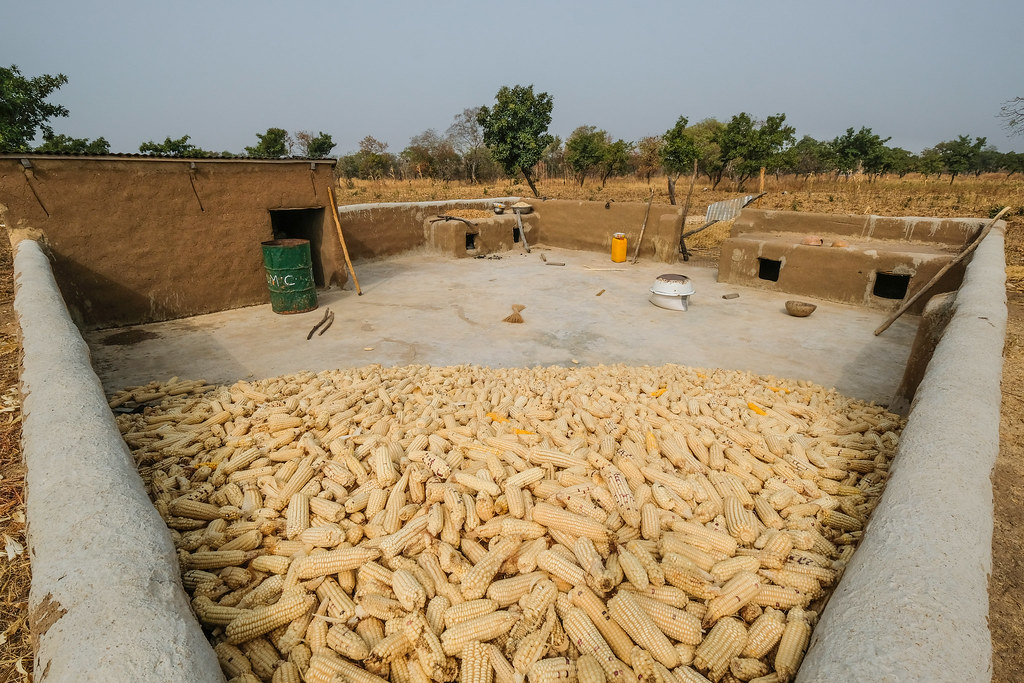 Stocking maize near Wambio, Kassena Nankana District - Ghana.