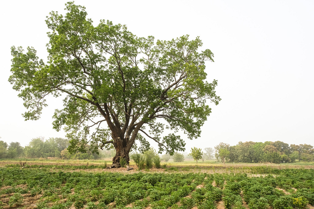 Mohogani tree and cultivated fileds near Navrongo, Kassena Nankana District - Ghana.