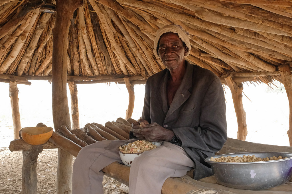 Old man pealing peanuts in Gwenia, Kassena Nankana District - Ghana.