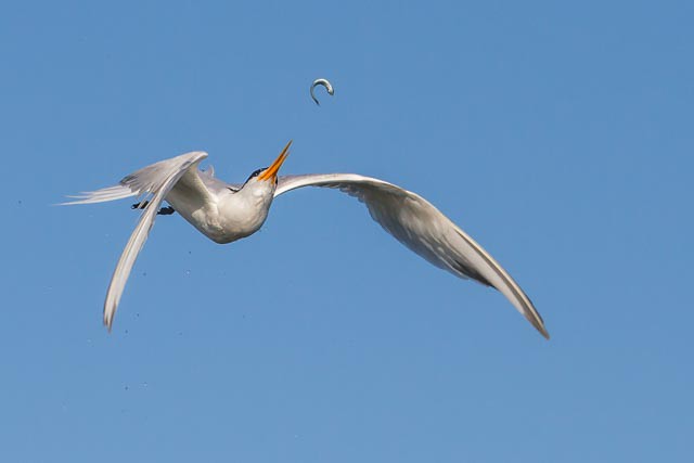 Elegant Tern Flipping a Fish