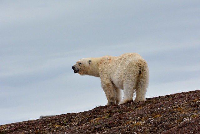 Polar bear on the hill, Ours blanc sur colline