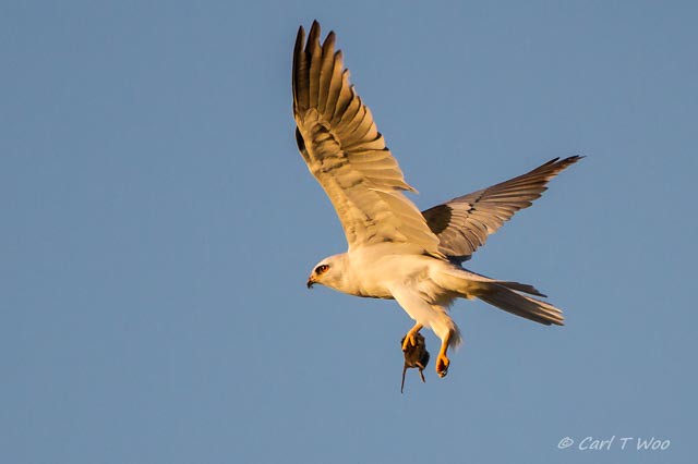 White-tailed Kite with a Vole