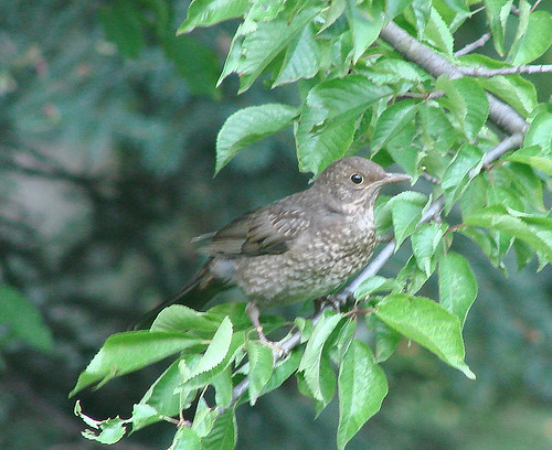 European blackbird