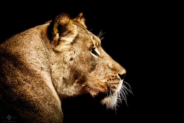 Lioness (Color Version)