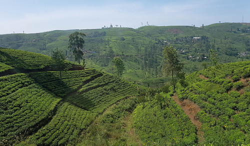 byrailtonuwaraeliya srilanka ceylontea teaplantations