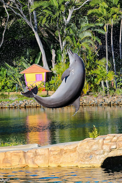Lovely Dolphin acrobatics at Seaworld, Broadbeach, Queensland, Australia