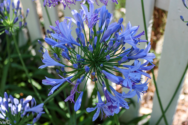 Beautiful blue mini Agapanthus bloom in our garden